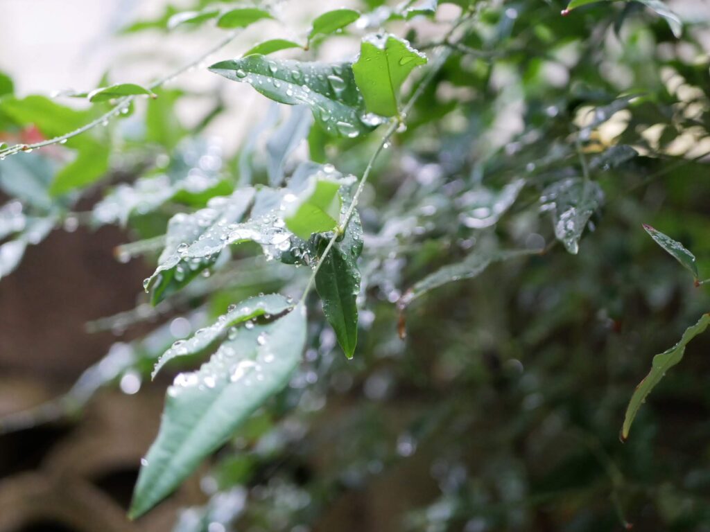 今朝、梅雨の庭で。