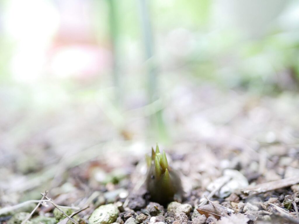 みょうがが出てきた